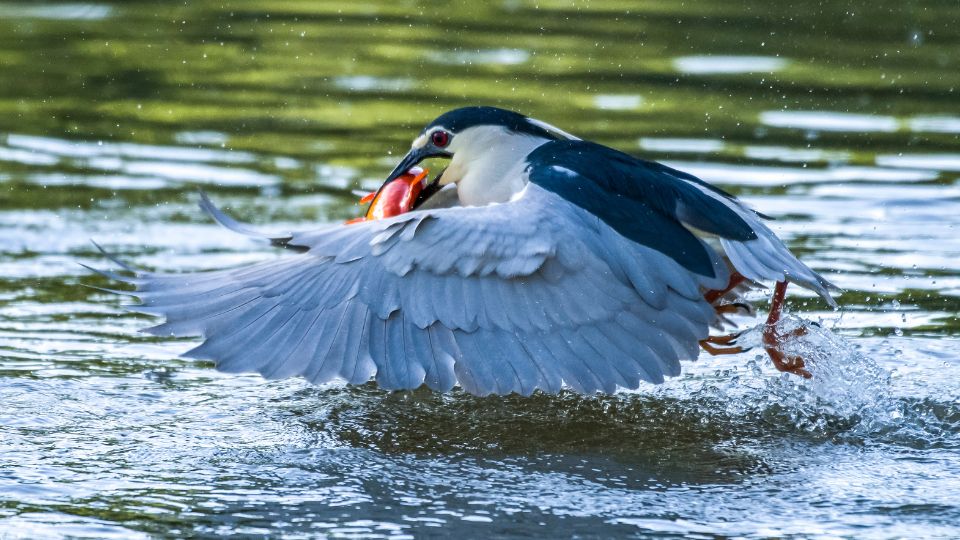 bakcso Nycticorax nycticorax 2