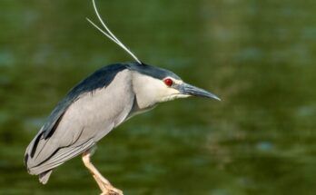 bakcso Nycticorax nycticorax