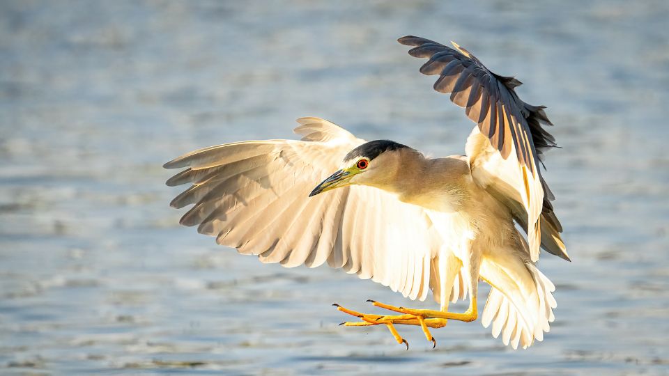 bakcso Nycticorax nycticorax 4