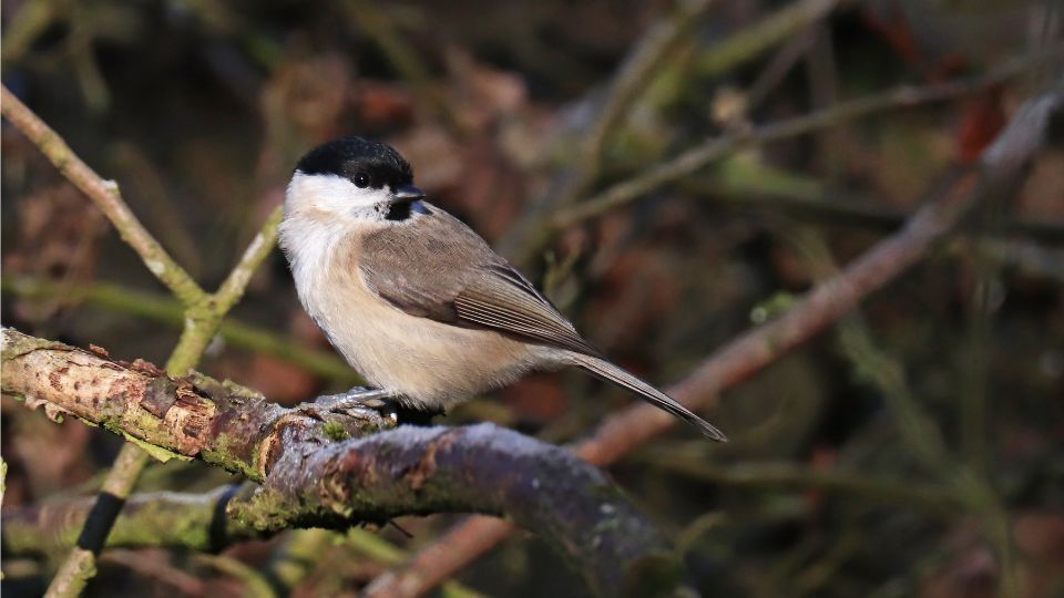 baratcinege Poecile palustris 1