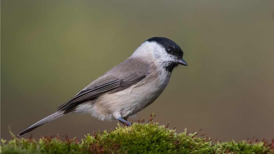 baratcinege Poecile palustris 2 1