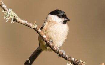 baratcinege Poecile palustris