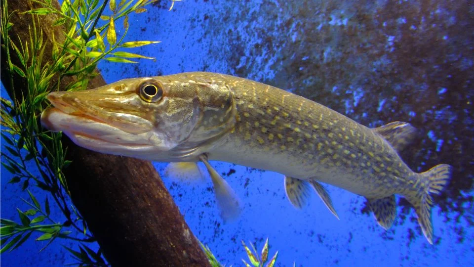 Egy csuka úszik a vízben, zöld növények között, szép háttérrel.