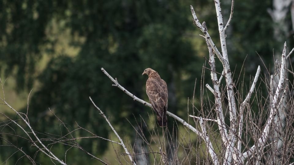Egy darázsölyv ül egy ágon, háttérben zöld fák.