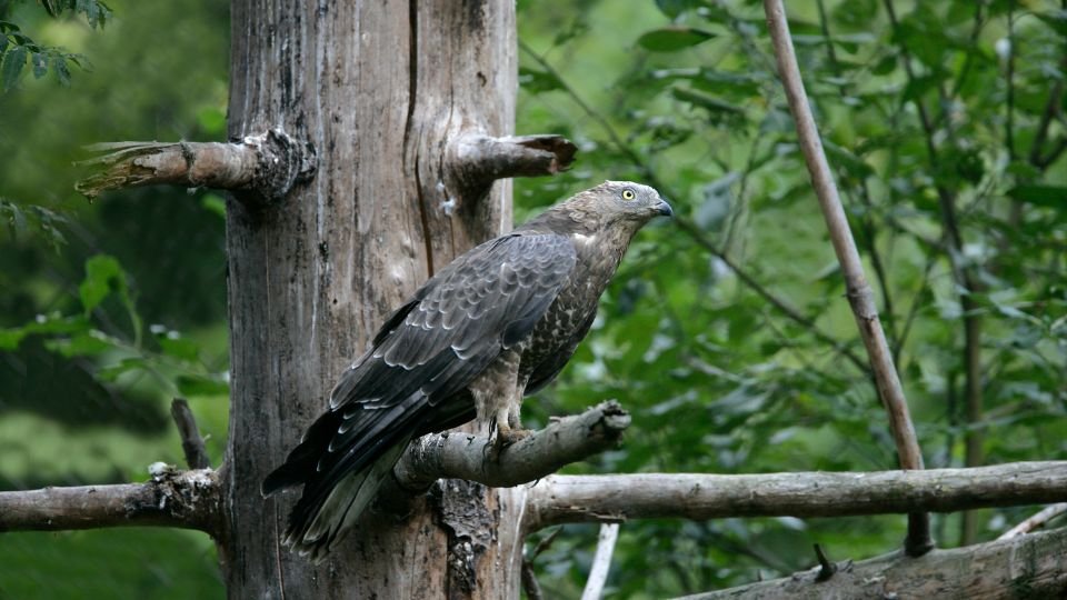 Egy darázsölyv ül egy fán, zöld növényzet környezetében.