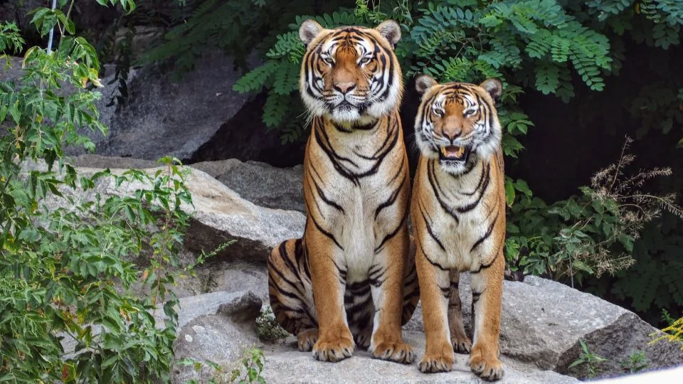 Két tigris ül egy sziklán, dzsungel háttérrel. Az egyik tigris mosolyog, a másik figyelmesen néz.