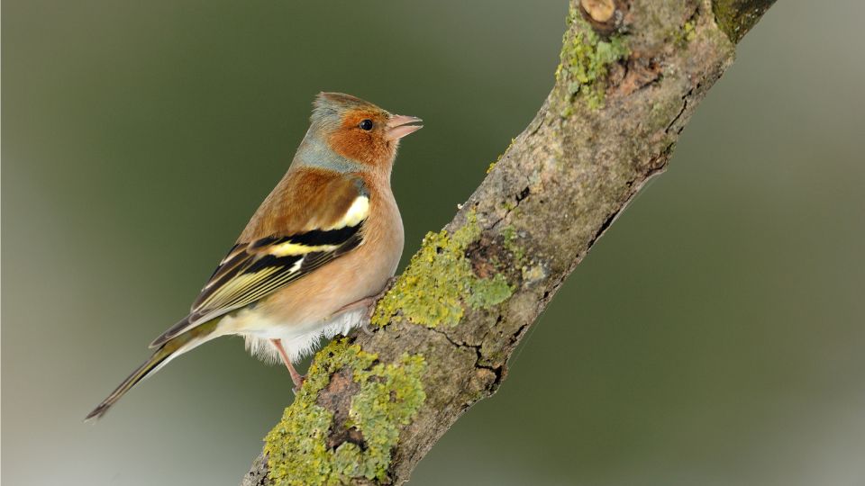 erdei pinty Fringilla coelebs 2