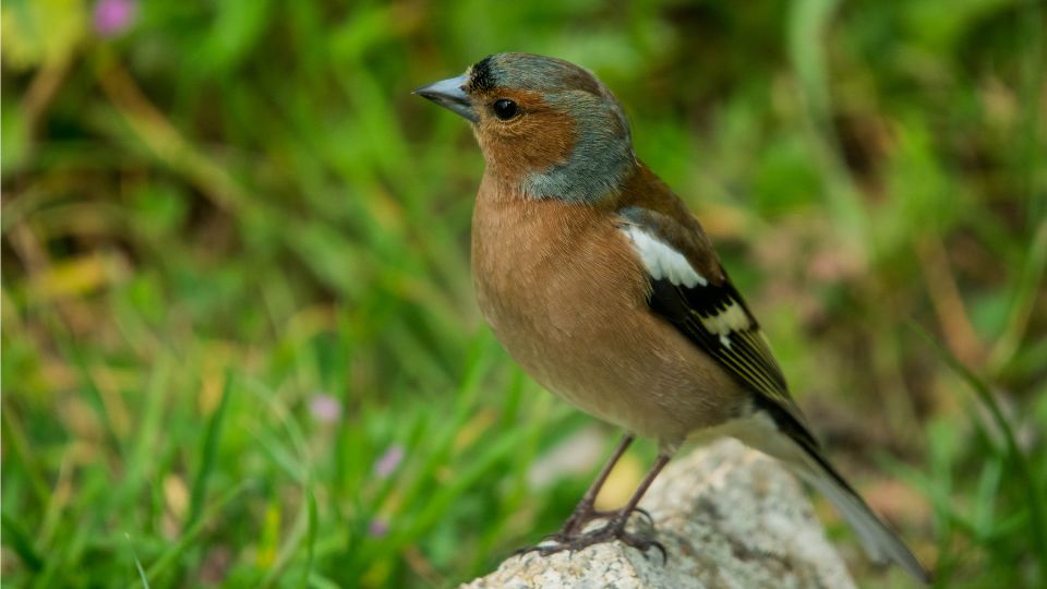erdei pinty Fringilla coelebs 3