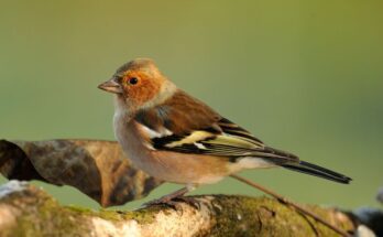 erdei pinty Fringilla coelebs