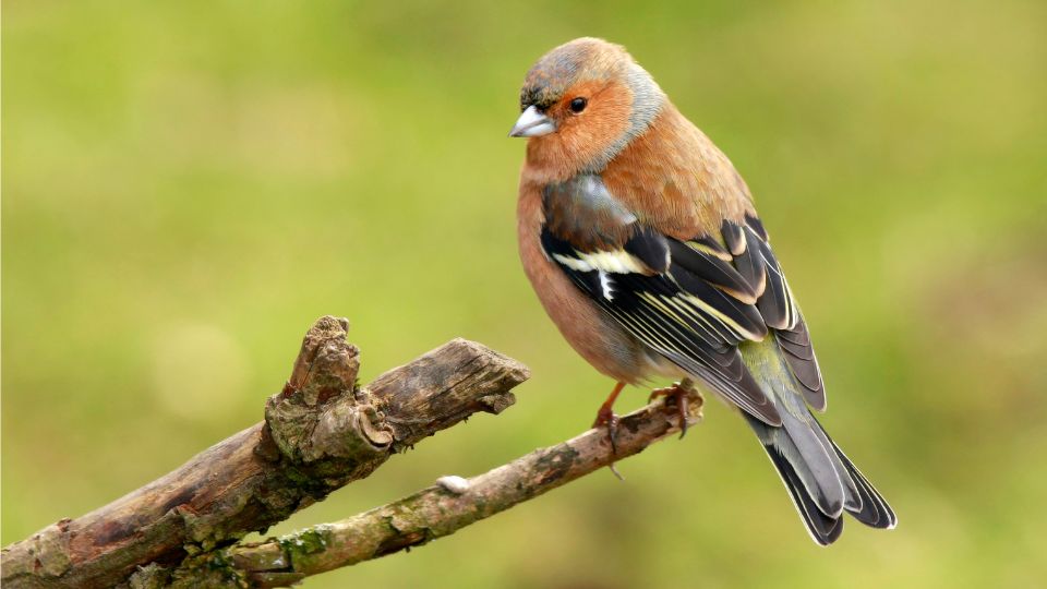 erdei pinty Fringilla coelebs 4