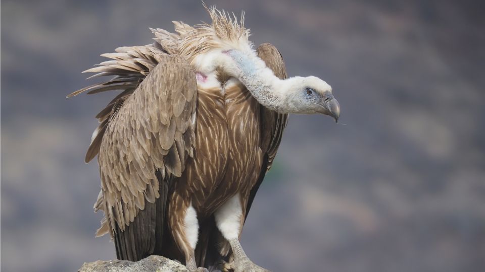 fako keselyu Gyps fulvus 3