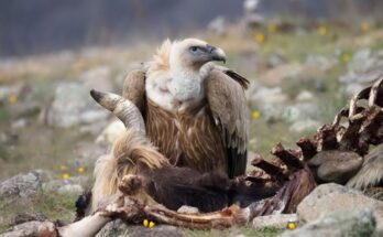 fako keselyu Gyps fulvus