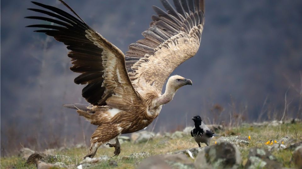 fako keselyu Gyps fulvus 4
