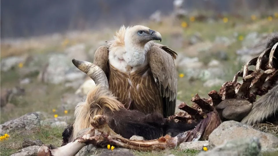fako keselyu Gyps fulvus