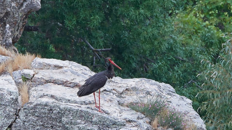 fekete golya Ciconia nigra 1
