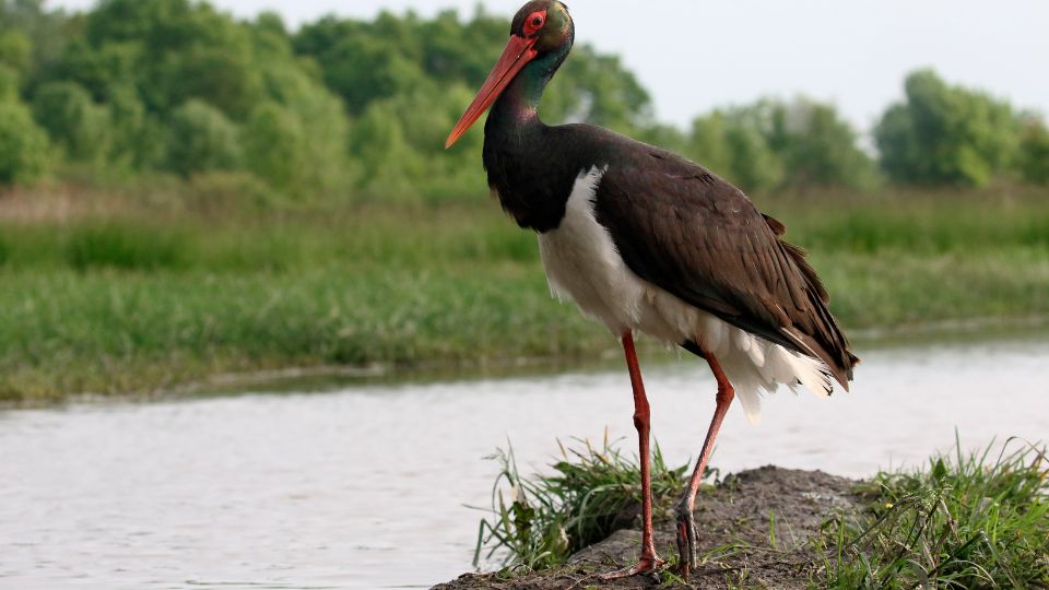 fekete golya Ciconia nigra 3