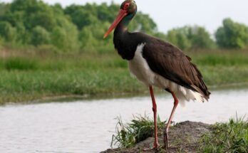 fekete golya Ciconia nigra
