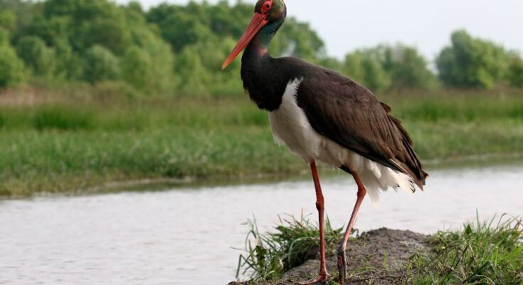 fekete golya Ciconia nigra