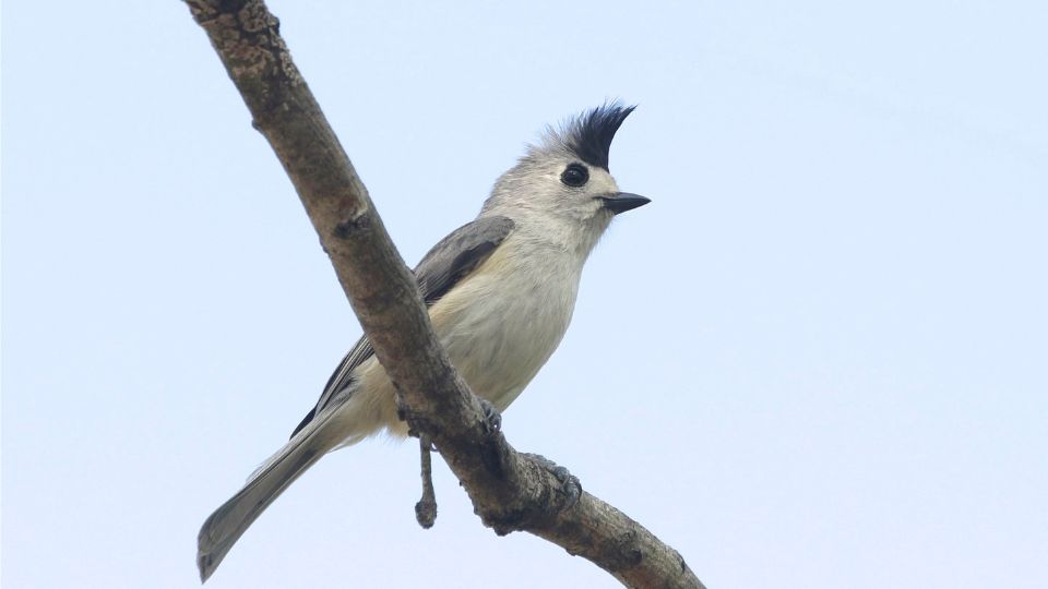 feketebubos cinege Baeolophus atricristatus 1