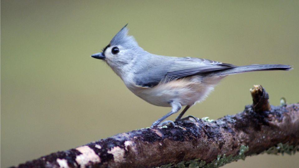 feketebubos cinege Baeolophus atricristatus 2