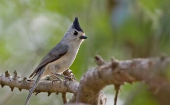 feketebubos cinege Baeolophus atricristatus
