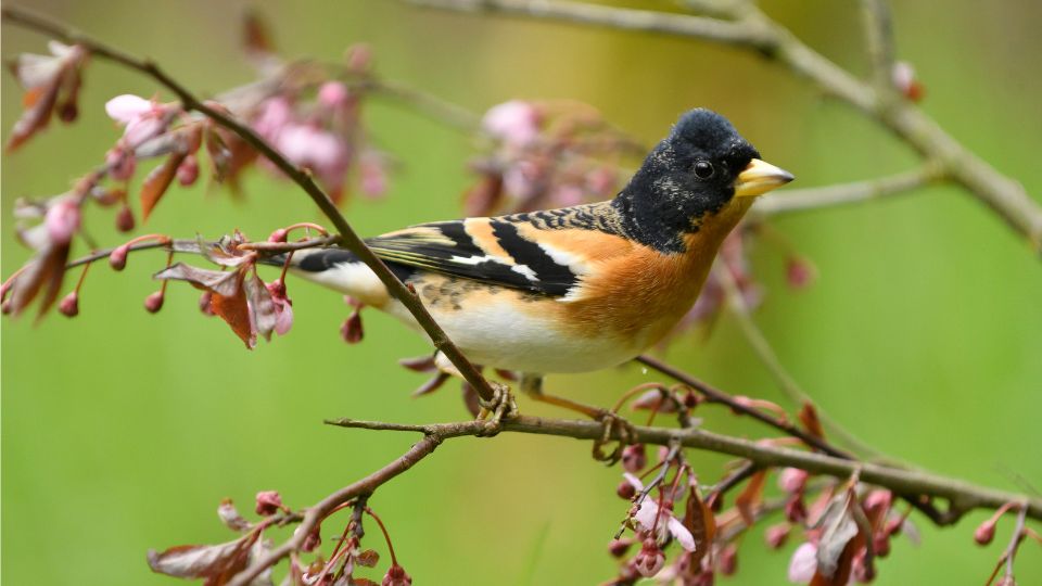 fenyopinty Fringilla montifringilla 1