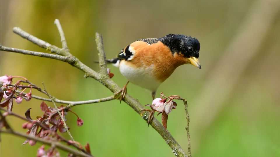 fenyopinty Fringilla montifringilla 2