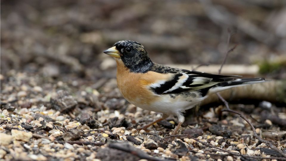 fenyopinty Fringilla montifringilla 3