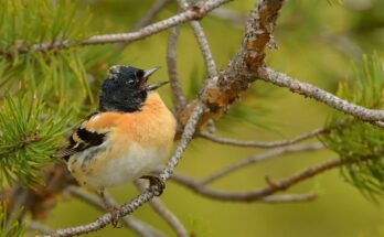 fenyopinty Fringilla montifringilla