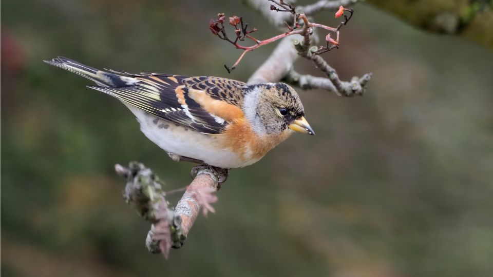 fenyopinty Fringilla montifringilla 4