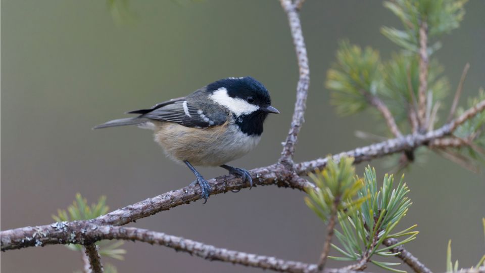 fenyvescinege Periparus ater 1