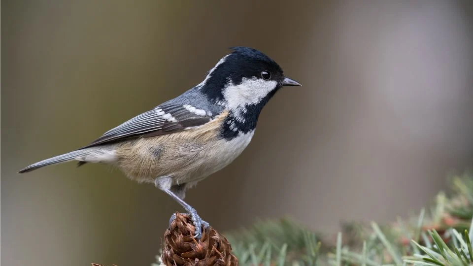 Fenyvescinege fenyőtobozon ülve, színes tollazattal.