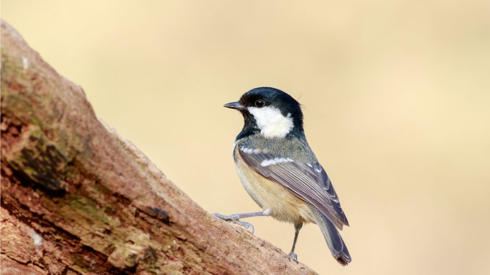 fenyvescinege Periparus ater 3
