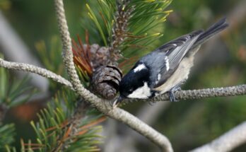 fenyvescinege Periparus ater