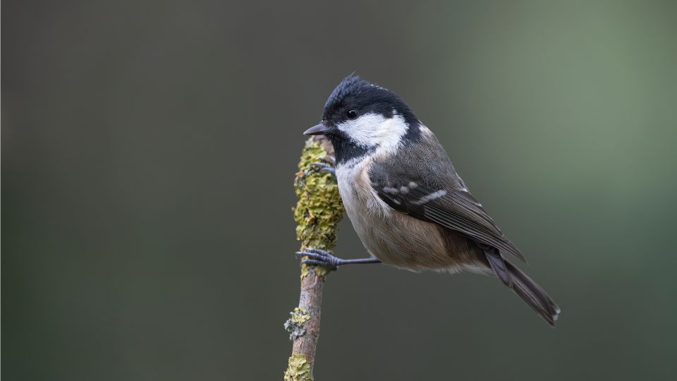 fenyvescinege Periparus ater 4