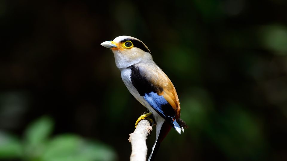 gebicsricsoka Serilophus lunatus 1