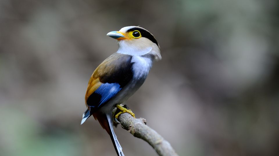 gebicsricsoka Serilophus lunatus 2