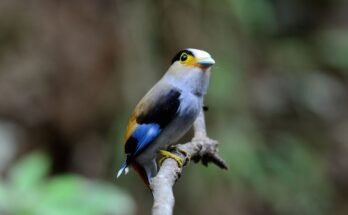 gebicsricsoka Serilophus lunatus
