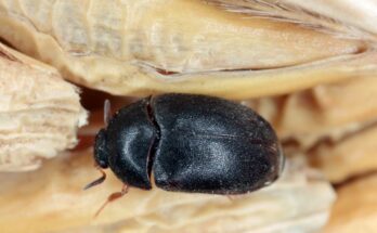 gyapjubogar Attagenus unicolor 1