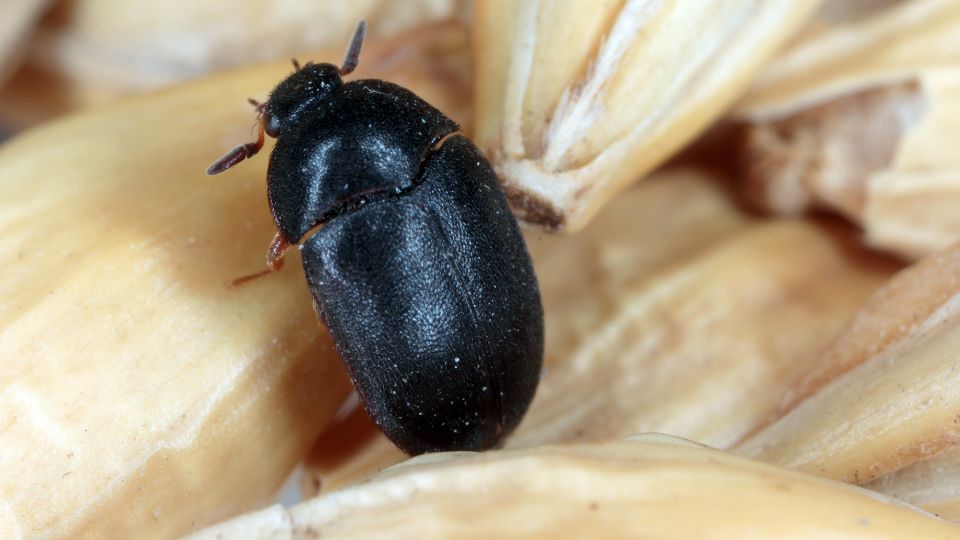 gyapjubogar Attagenus unicolor 2