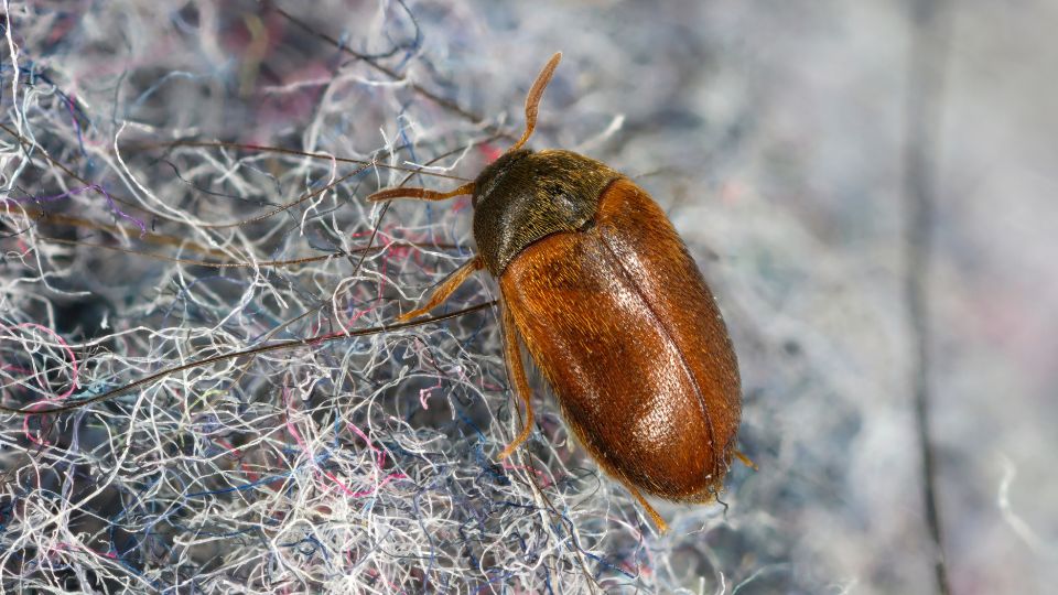 gyapjubogar Attagenus unicolor