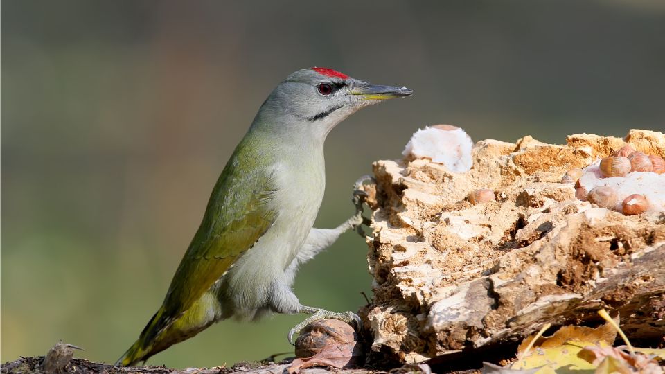 hamvas kullo vagy szurke kullo Picus canus 2
