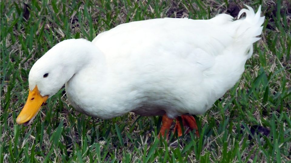 hazi kacsa Anas platyrhynchos domestica 1