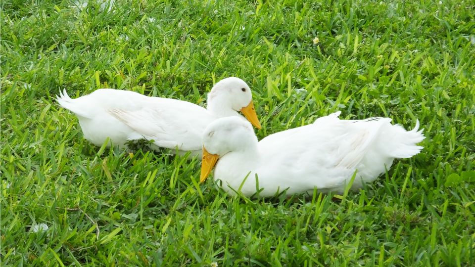 hazi kacsa Anas platyrhynchos domestica 2
