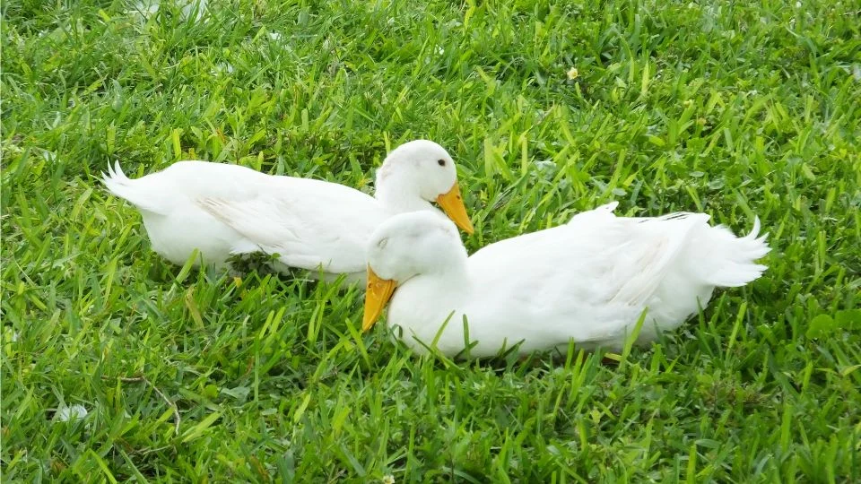 Két fehér házi kacsa pihen a zöld fűben, békésen együtt.