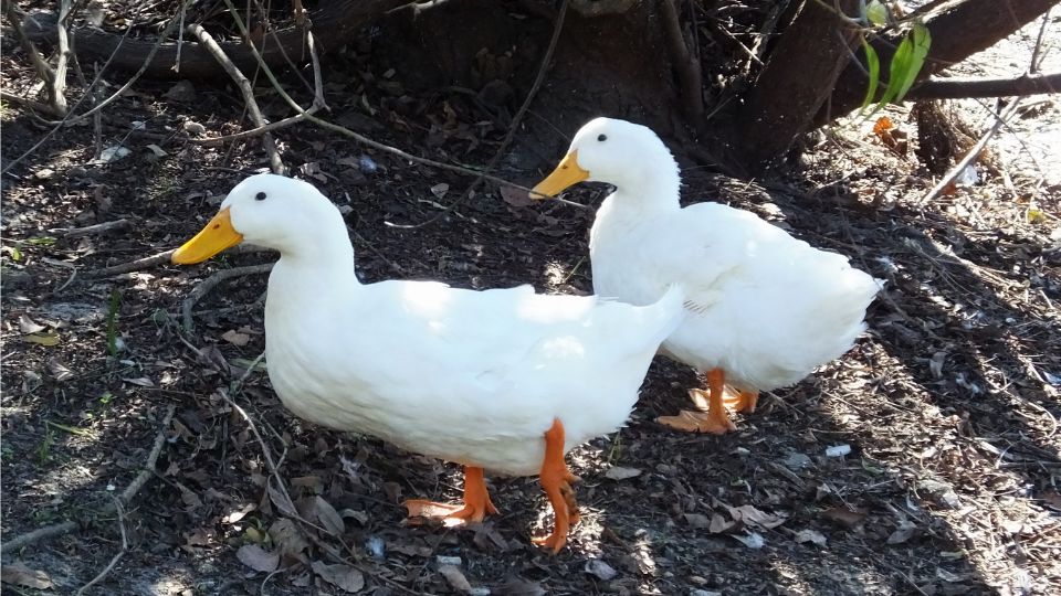 hazi kacsa Anas platyrhynchos domestica 3
