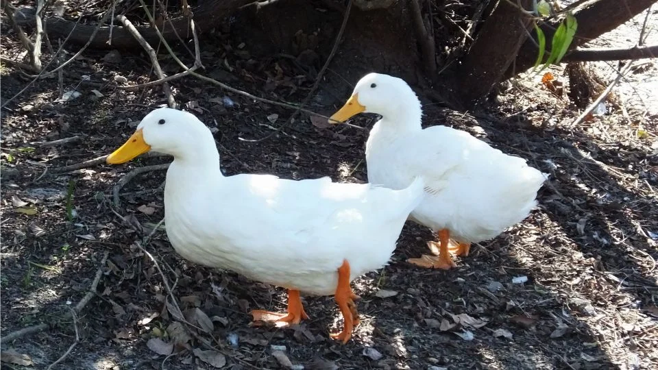 Két fehér házi kacsa sétál a földön, körülöttük levelek és ágak.