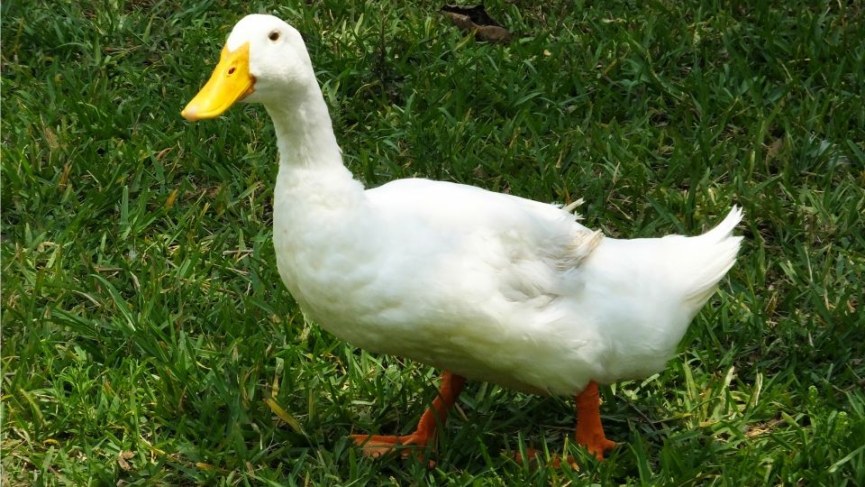 hazi kacsa Anas platyrhynchos domestica