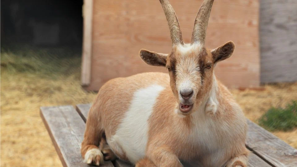 Egy házi kecske pihen egy fából készült asztalon, nyugodt környezetben.