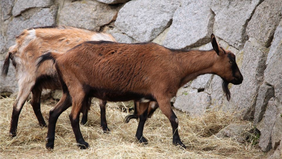 hazi kecske Capra aegagrus hircus 3